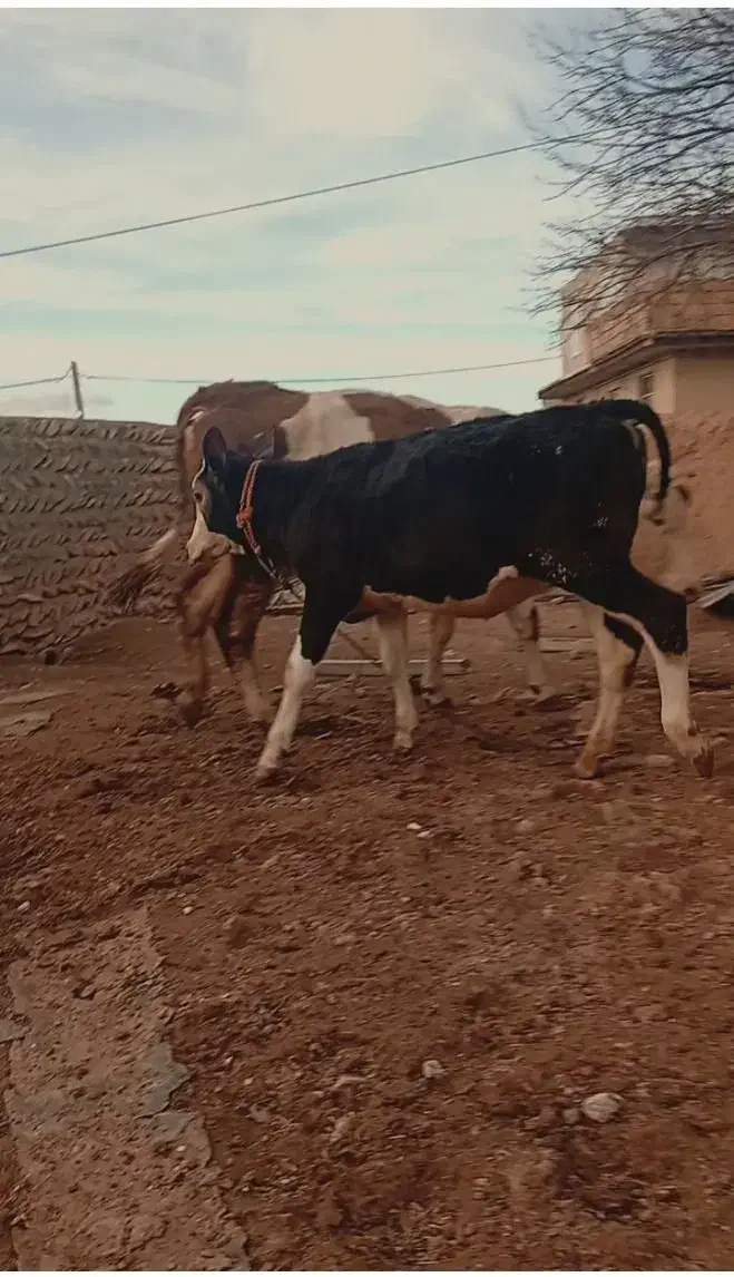 گاو گوساله|حیوانات مزرعه|دهگلان, |دیوار