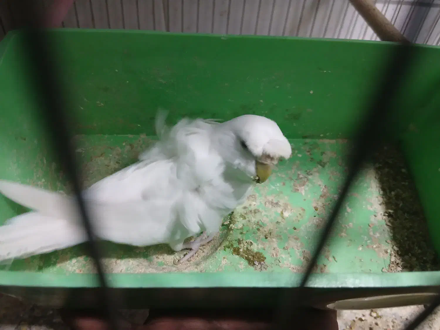 مرغ عشق پروانه ای|پرنده|آذرشهر, |دیوار