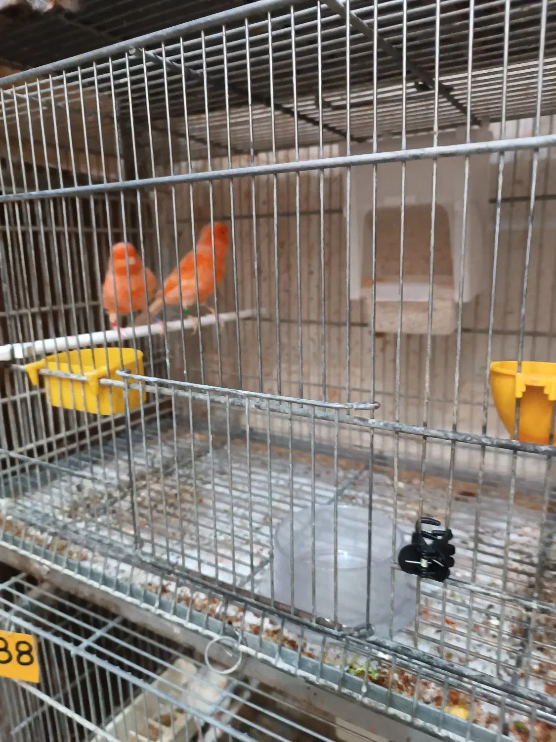 قناری رد فکتور نر|پرنده|کرج, باغستان|دیوار