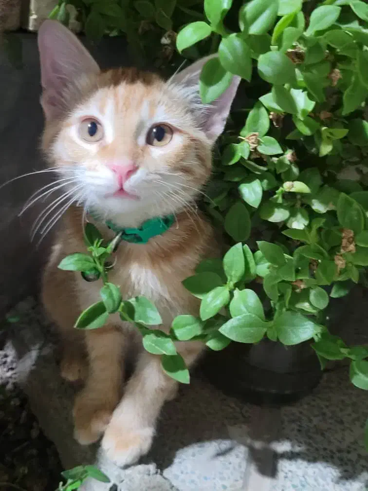 گربه گمشده|حیوانات|اصفهان, خانه اصفهان|دیوار