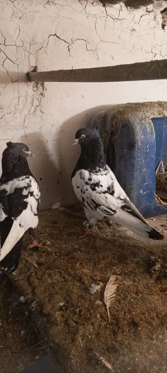 سینه سیاه|پرنده|بستان آباد, |دیوار