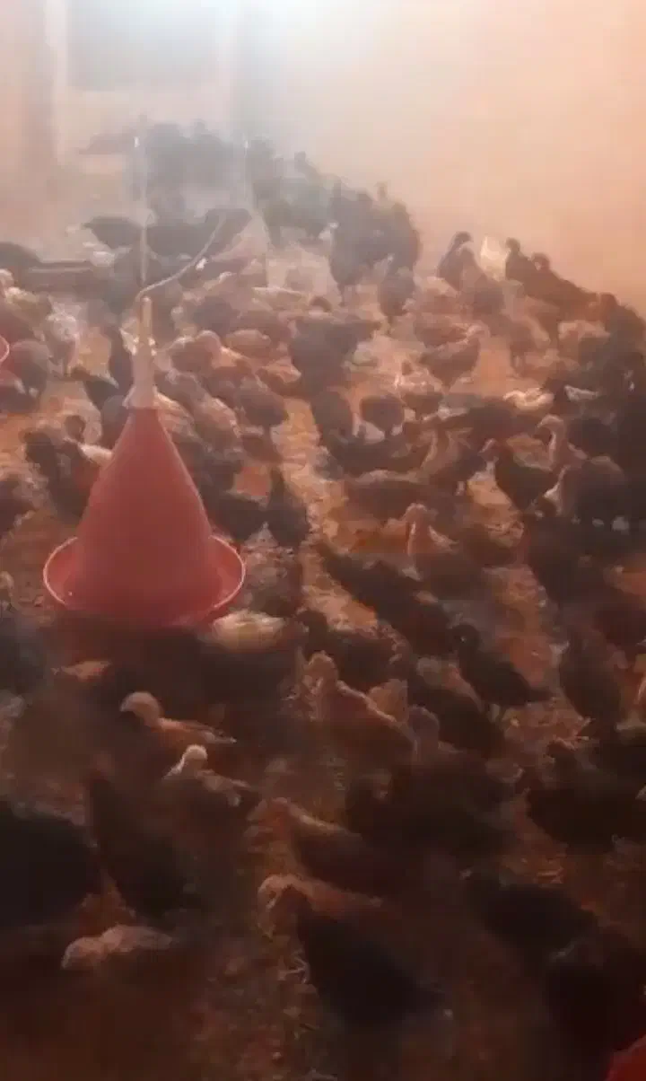 جوجه محلی نژاد شیخ هادیان|حیوانات مزرعه|مرودشت, محمد آباد|دیوار