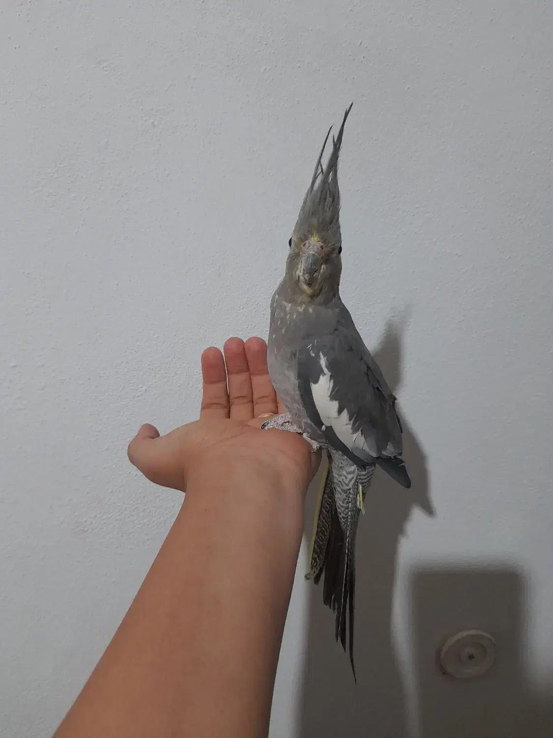 عروس هلندی ماده ۱ساله دستی|پرنده|تنکابن, |دیوار