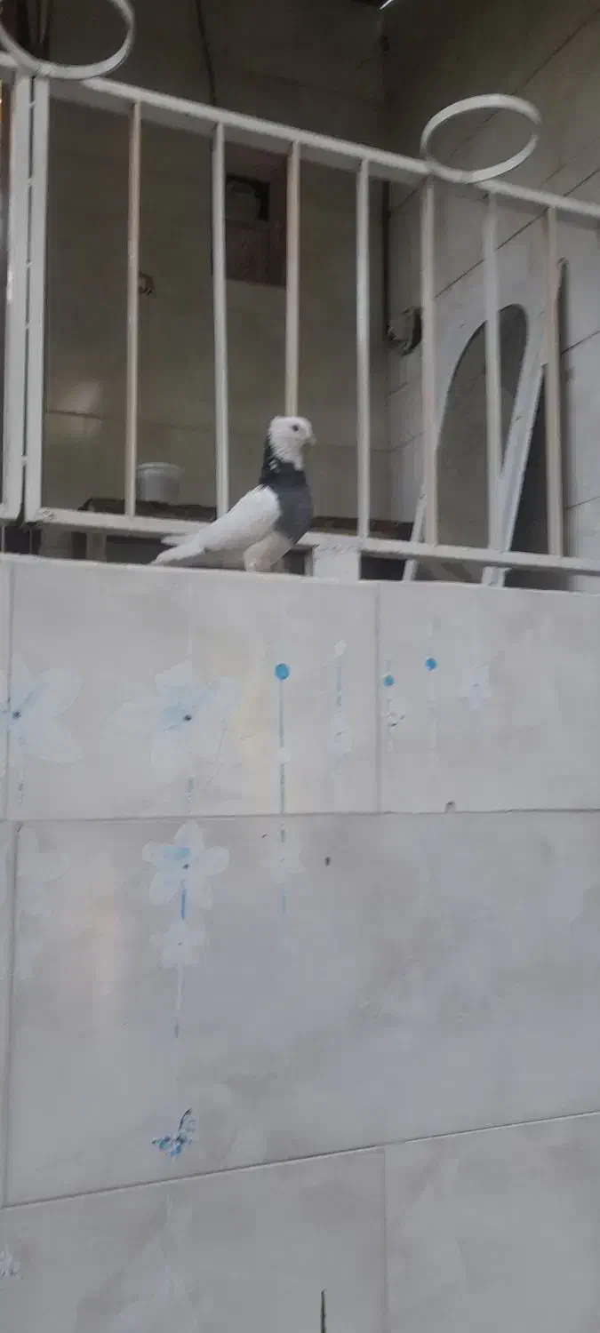 طوقی درجه ۱ سینه آبی طوقی تریاکی شازده ساعت بالا|پرنده|شهمیرزاد, |دیوار