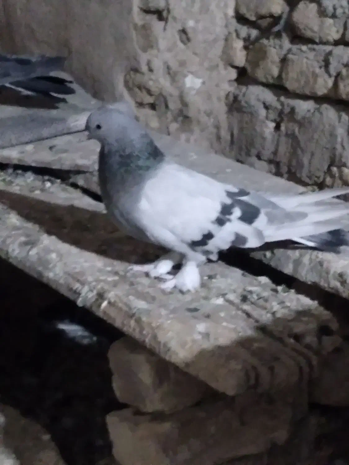 کبوتر پر|پرنده|لاران, |دیوار