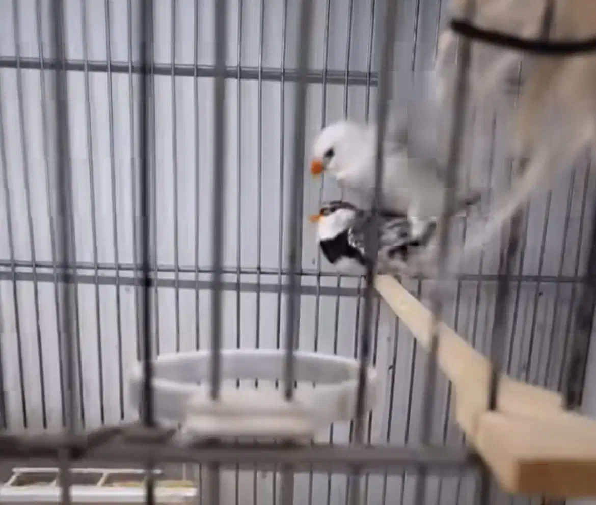 فنچ جفدی الماسی گلدین و...|پرنده|ری, شهادت|دیوار