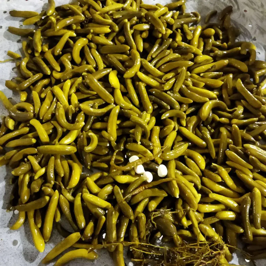 خیارشور ویژه تخمیری سنتی فیتدار (ریز و ترد)|خوردنی و آشامیدنی|باسمنج, |دیوار