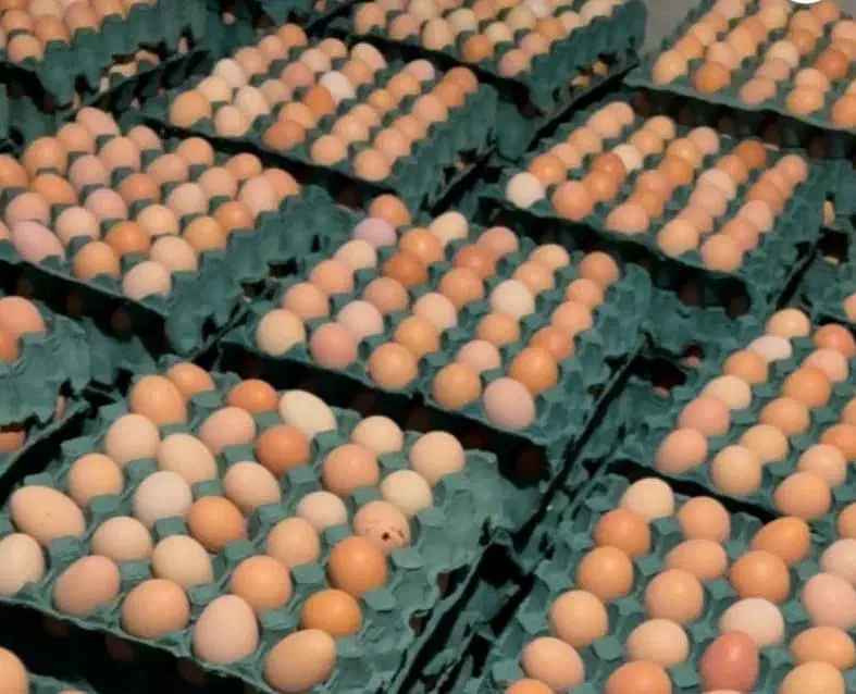 تخممرغمحلی|خوردنی و آشامیدنی|کرمان, |دیوار