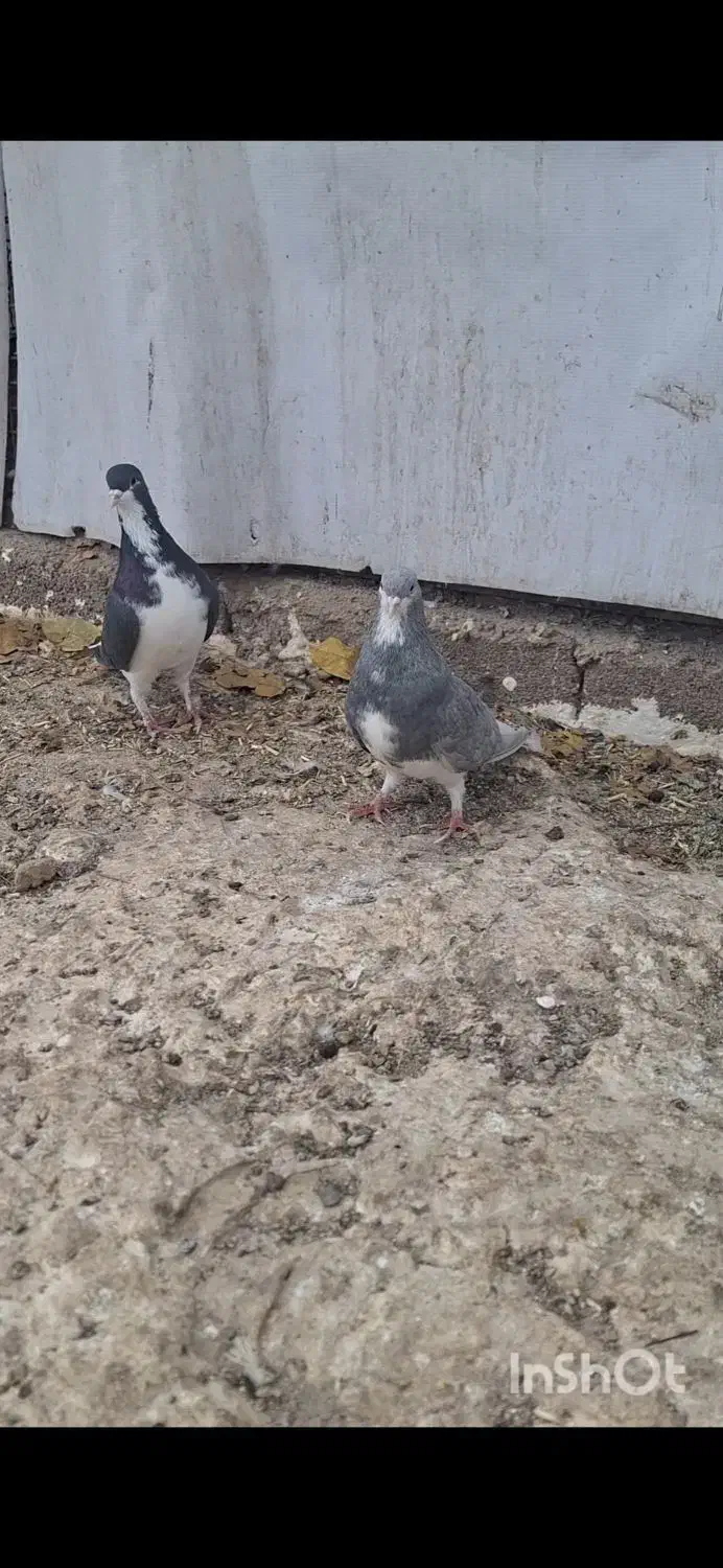 شهری طوقی|پرنده|همایجان, |دیوار