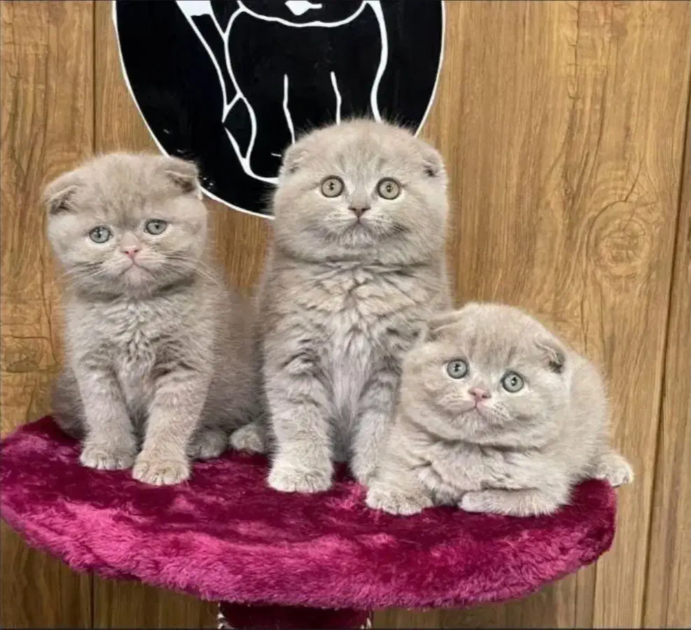 فروشگاه گربه های اصیل ( پرشین بریتیش اسکاتیش )|گربه|مشهد, سجاد شهر|دیوار