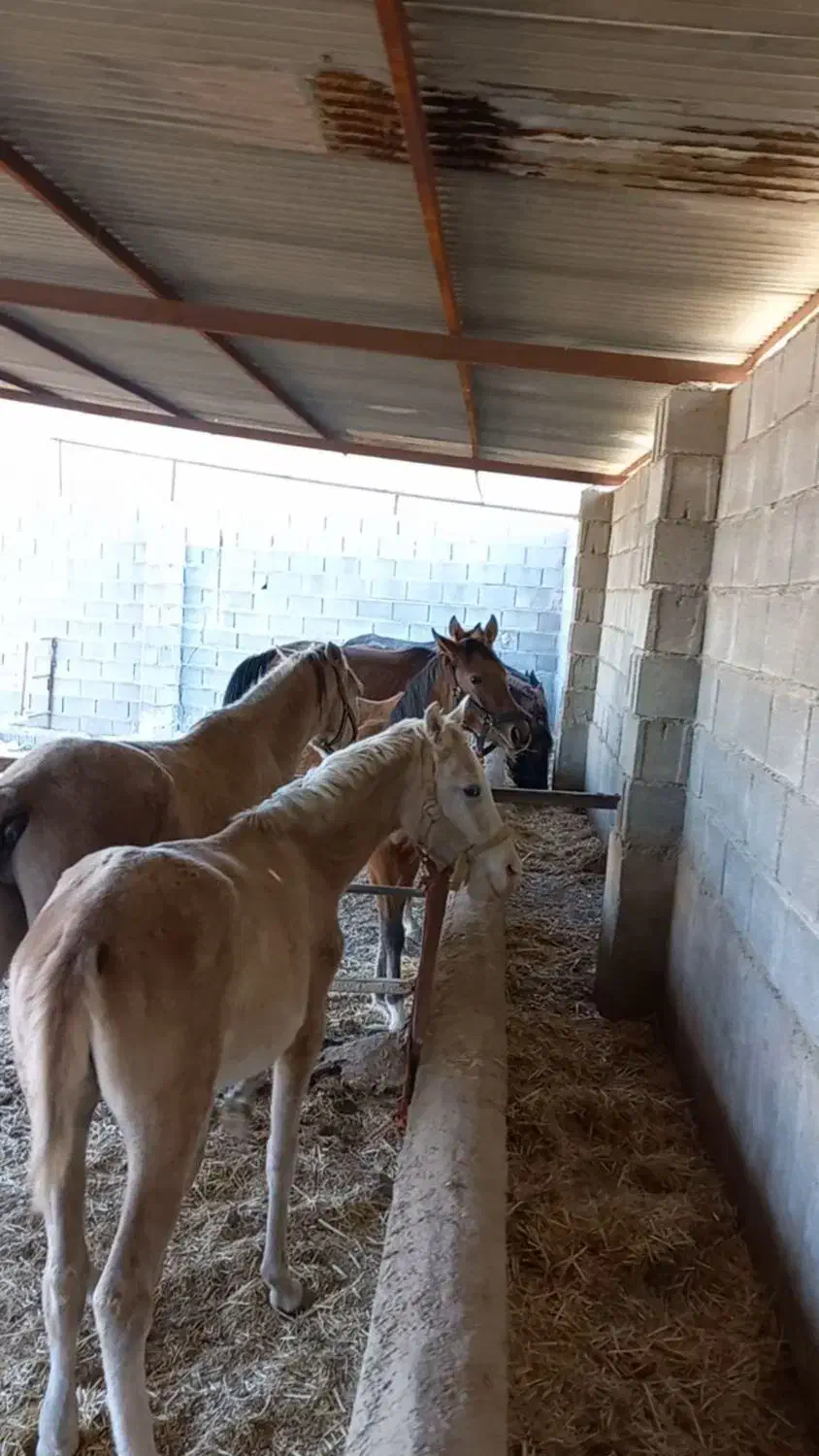 اسب فروشی زیر قیمت  تعداد ۱۰ راس|اسب و تجهیزات اسب‌سواری|زرقان, |دیوار