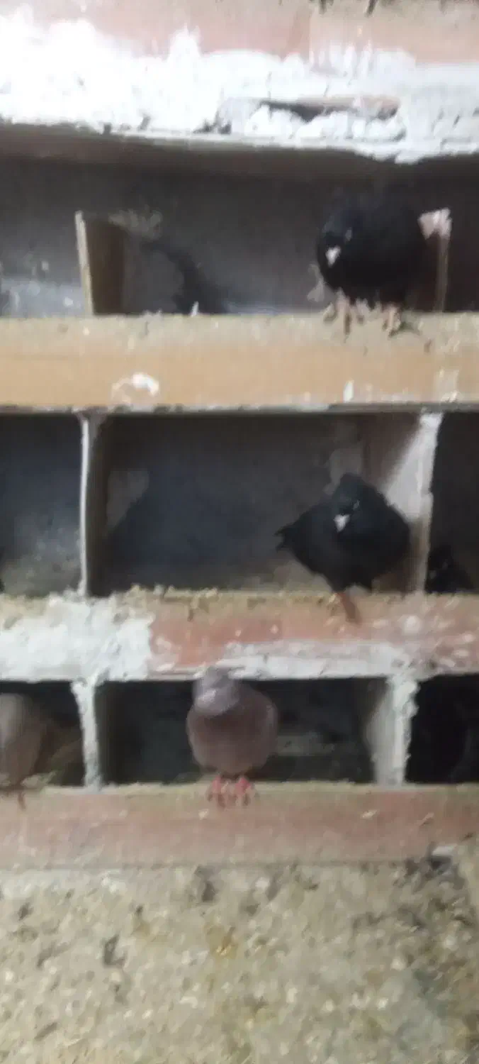 کبوتر|پرنده|بستان آباد, |دیوار