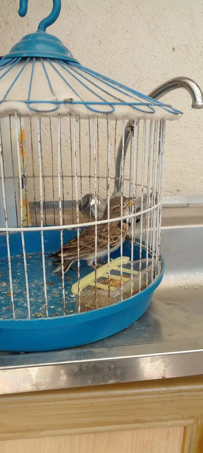 سهره خاکی نر|پرنده|تبریز, |دیوار