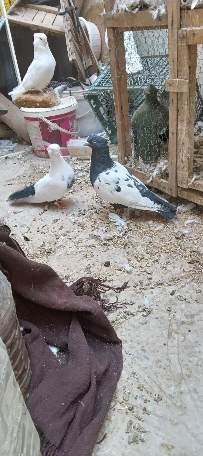 نر ماده سینه دم سیاه و ماده سینه ای|پرنده|آفتاب, |دیوار