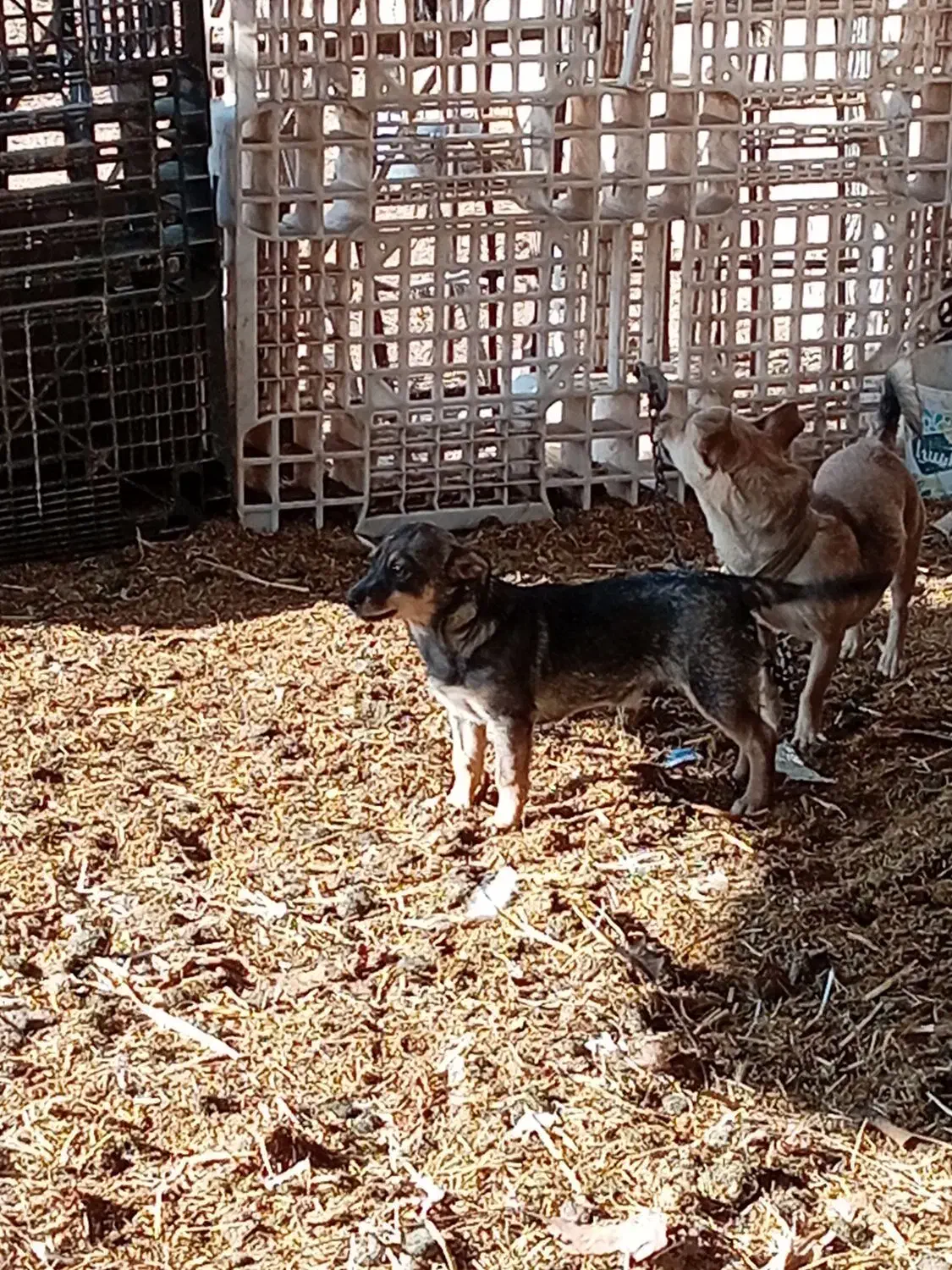 سگ پاکوتاه میکس نر|سگ|مشهد, حضرت حجت|دیوار