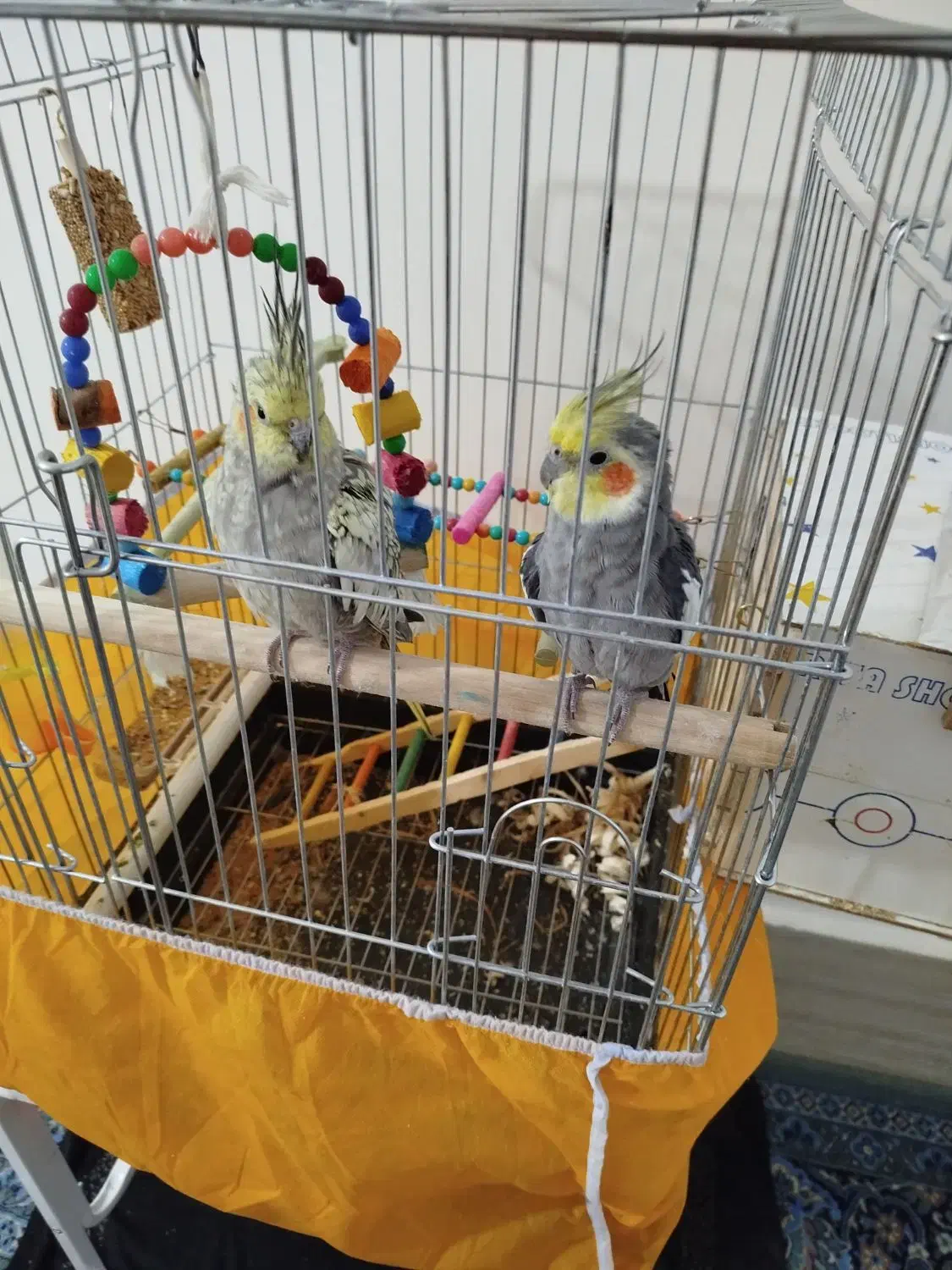 عروس هلندی|پرنده|پیرانشهر, |دیوار