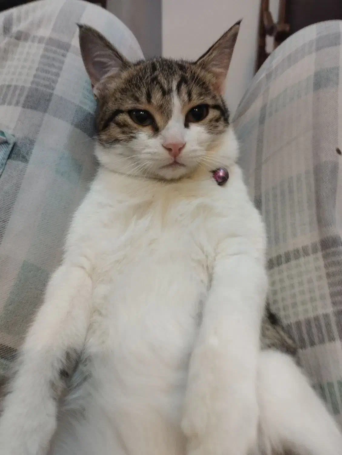 گربه|گربه|کرمان, |دیوار