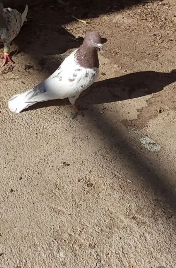 ۴۰۰تومن|پرنده|شیروان (خراسان), |دیوار