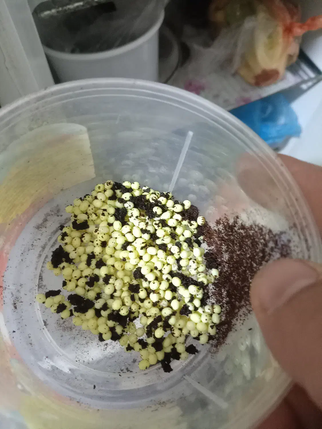 جوجه حلزون البینو|خزنده|مشهد, توس (بلوار توس)|دیوار