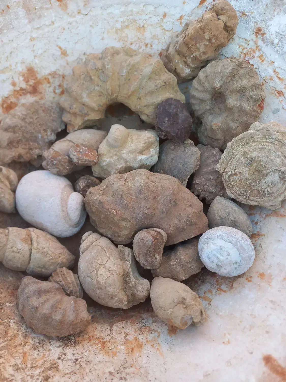 فسیل های مختلف|کلکسیون اشیاء عتیقه|سیراف, |دیوار