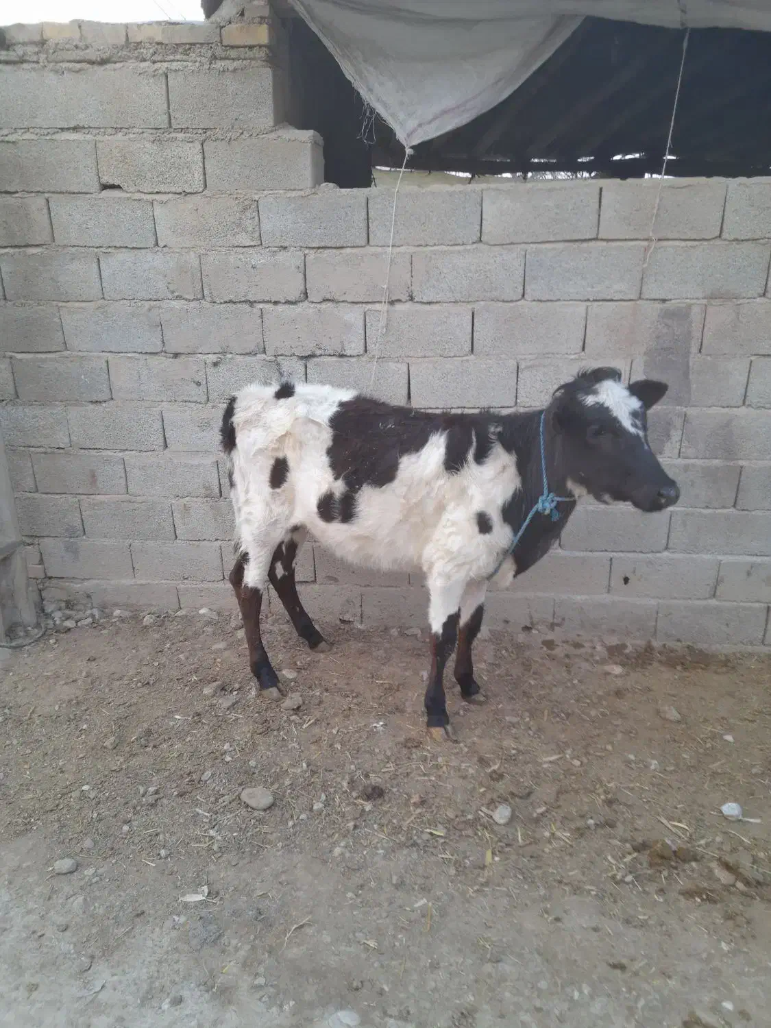 تلیسه گاوگوساله ماده|حیوانات مزرعه|گنبد کاووس, |دیوار