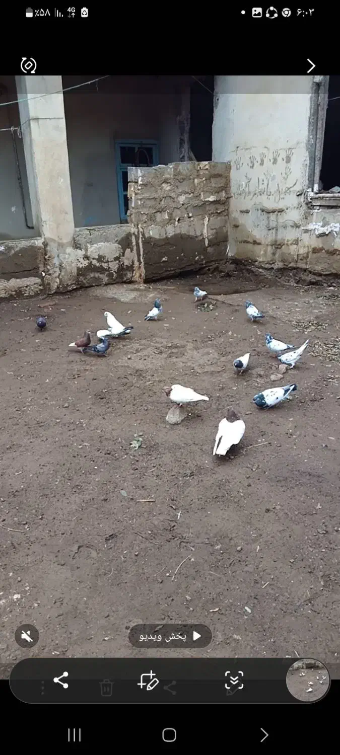 ۶۰ عدد کبوتر تیدی باش سپه وباش ساری درهم|پرنده|انگوت, |دیوار