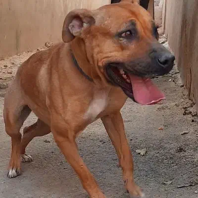 سگ پیت بول|سگ|پردیس, شهرک صنعتی کمرد|دیوار