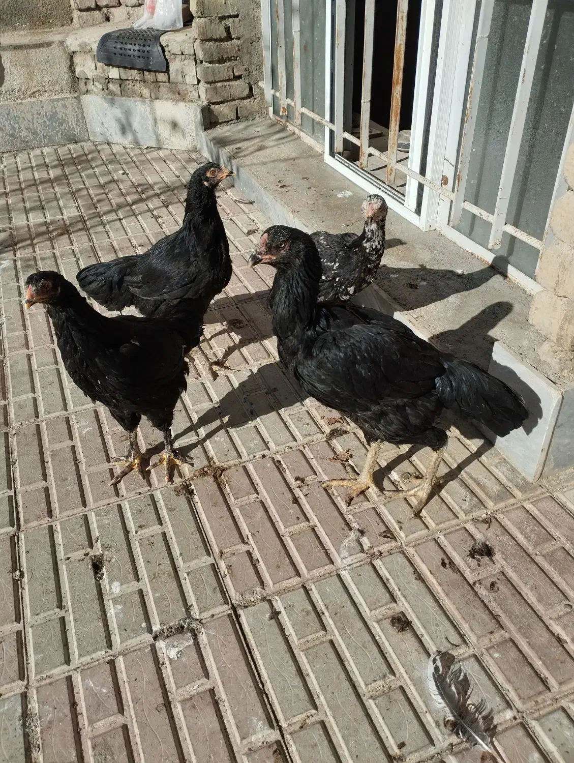 مرغ لاری با سه تا جوجه|حیوانات مزرعه|نقده, |دیوار