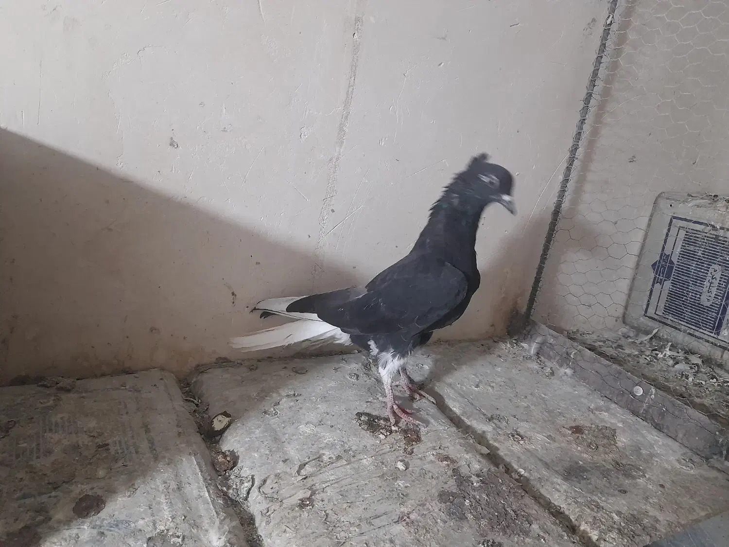 کبوتر دم سفید|حیوانات|تاکستان, |دیوار