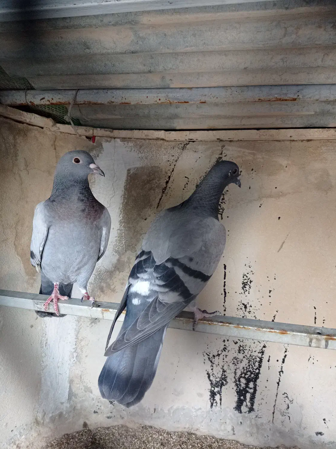 کبوتر سبز مسافتی|پرنده|شنبه و طسوج, |دیوار