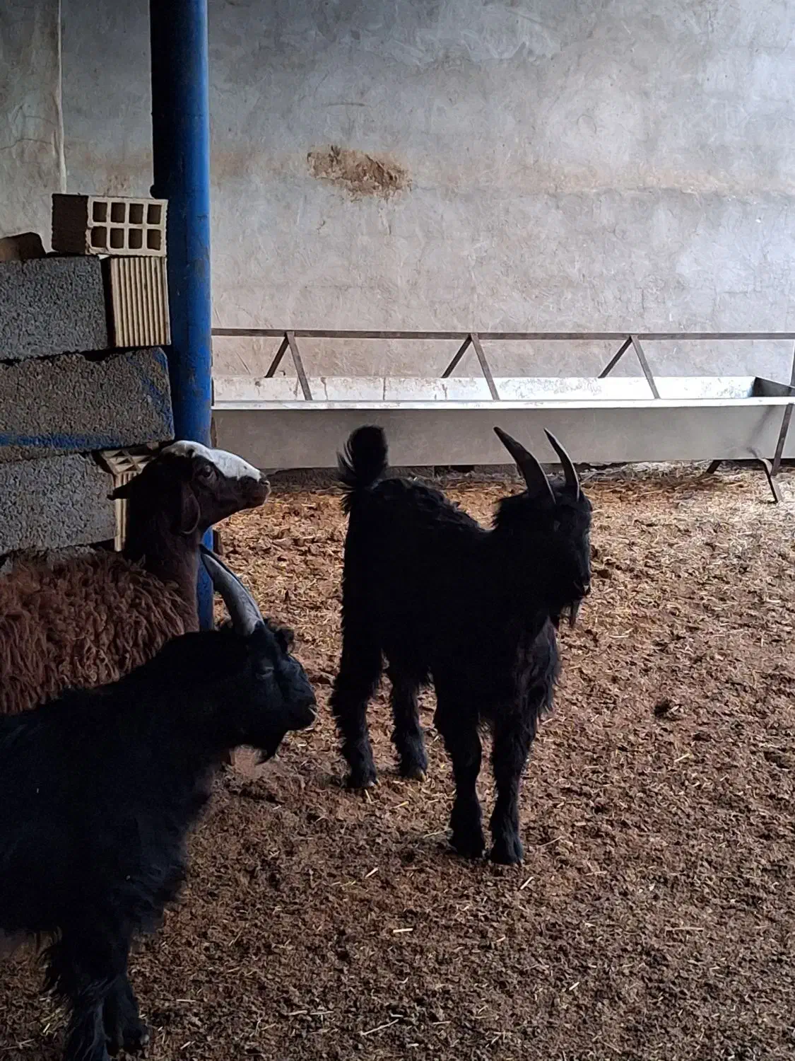 بزغاله بز میش قوچ دوبر|حیوانات مزرعه|نجف‌آباد, کهریزسنگ|دیوار