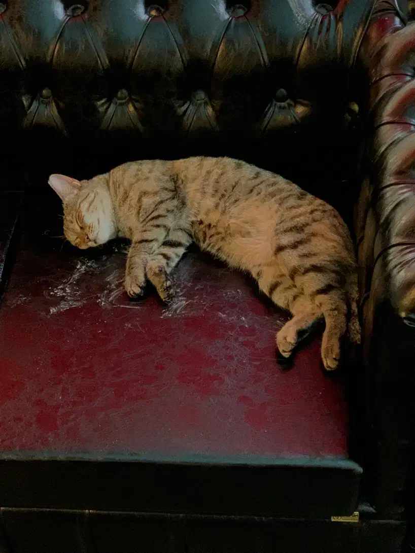 واگذاری گربه یکساله|گربه|تهران, زعفرانیه|دیوار