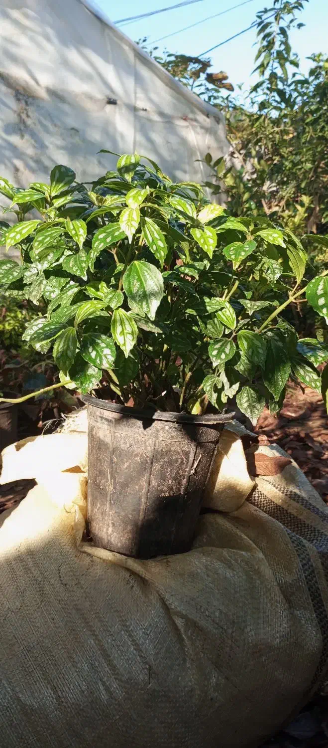 فروش گل پیل ا|گل و گیاه طبیعی|عباسآباد, |دیوار