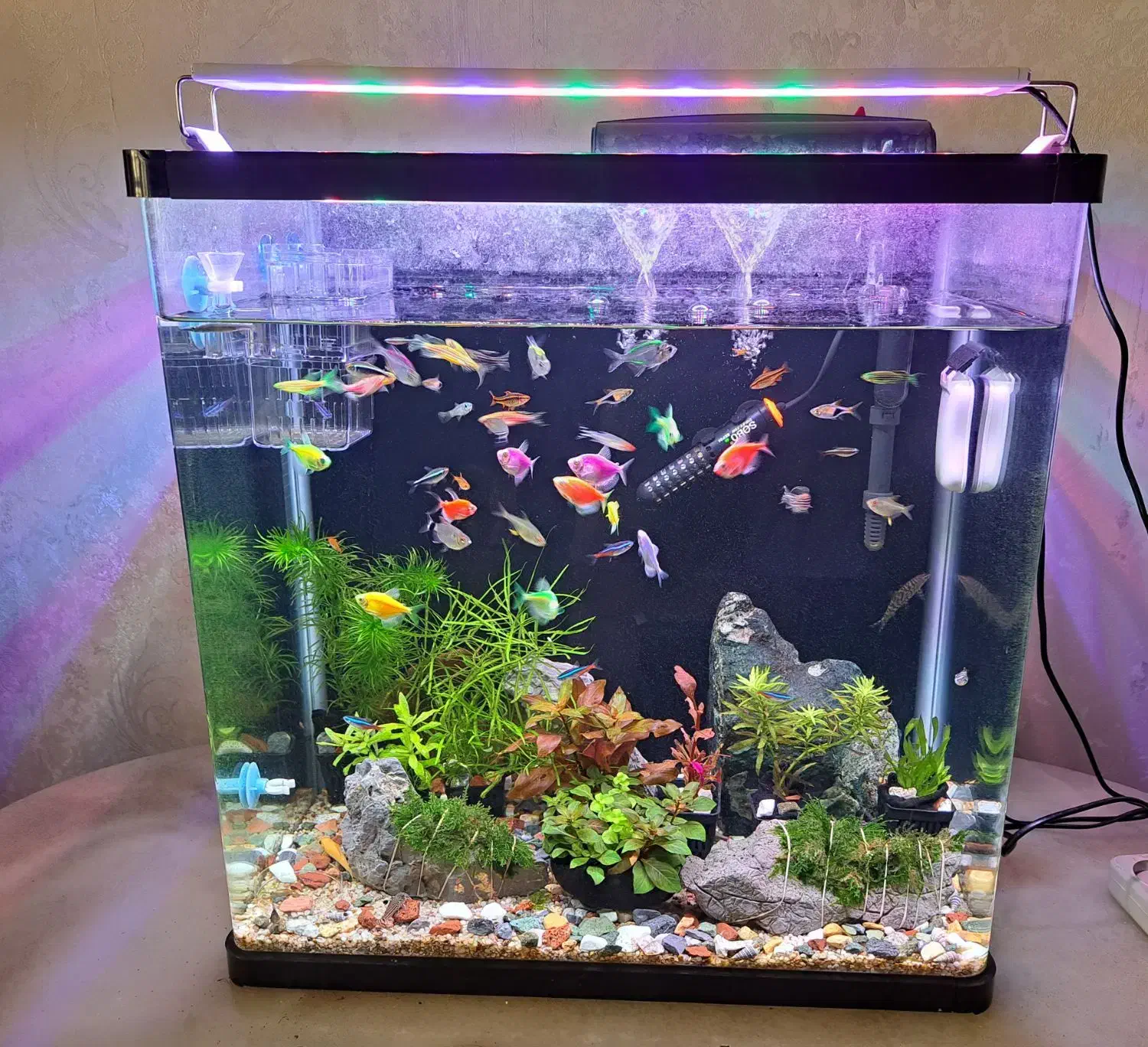 آکواریوم شیشه خم|ماهی|مشهد, کوثر|دیوار