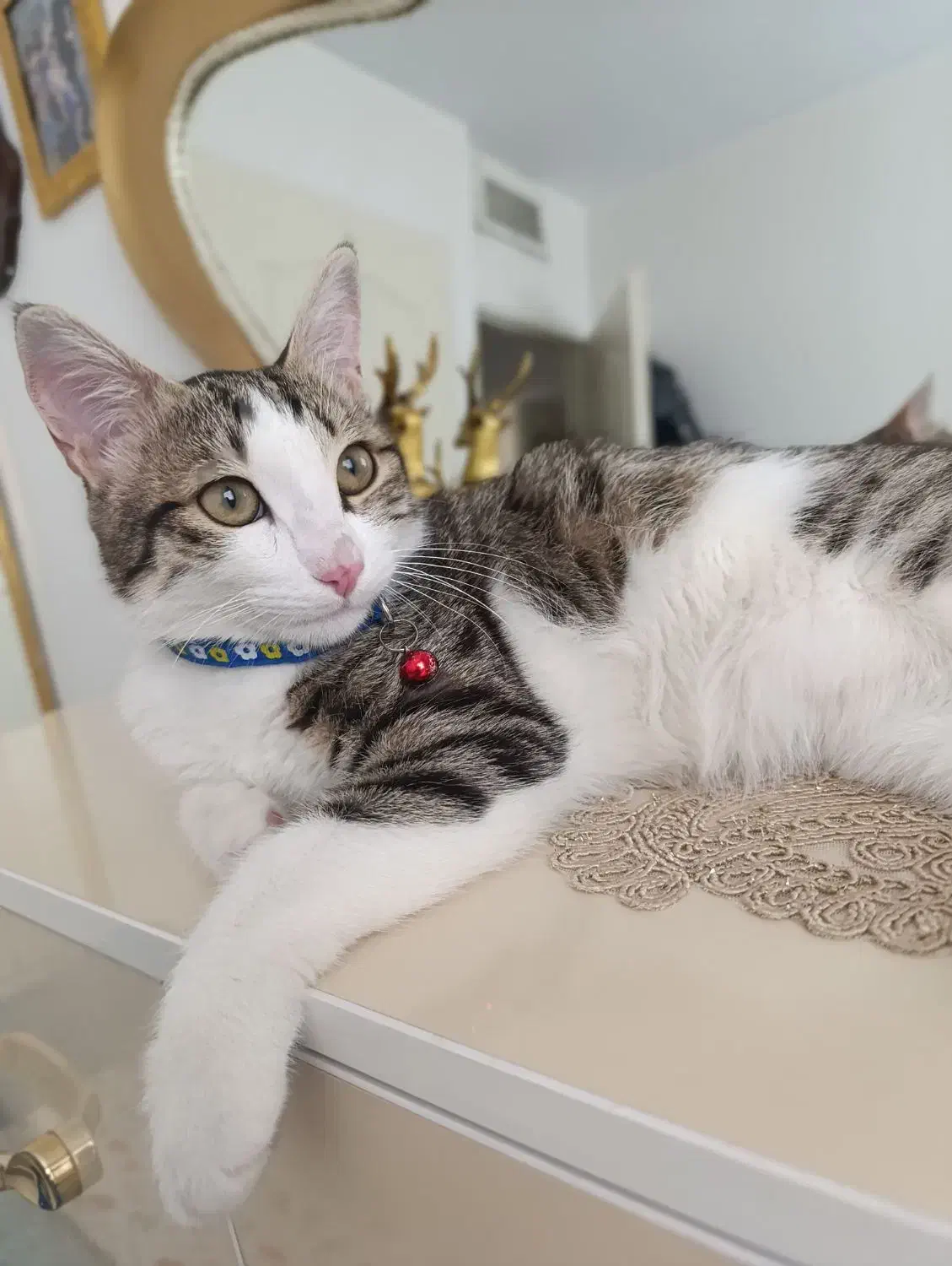 گربه dsh|گربه|کرج, شهرک مترو|دیوار