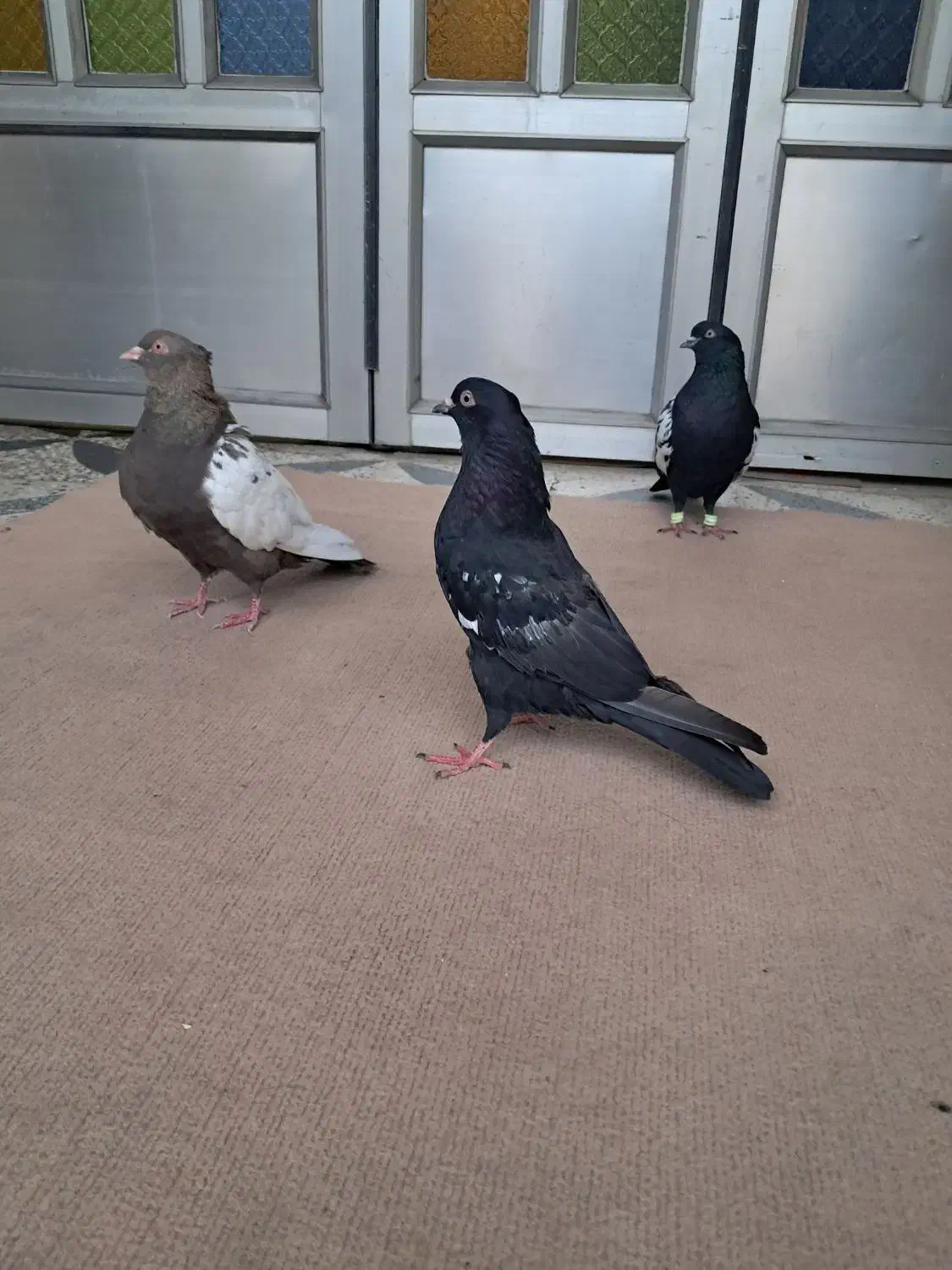 سینه ای سیاه|پرنده|دزفول, |دیوار