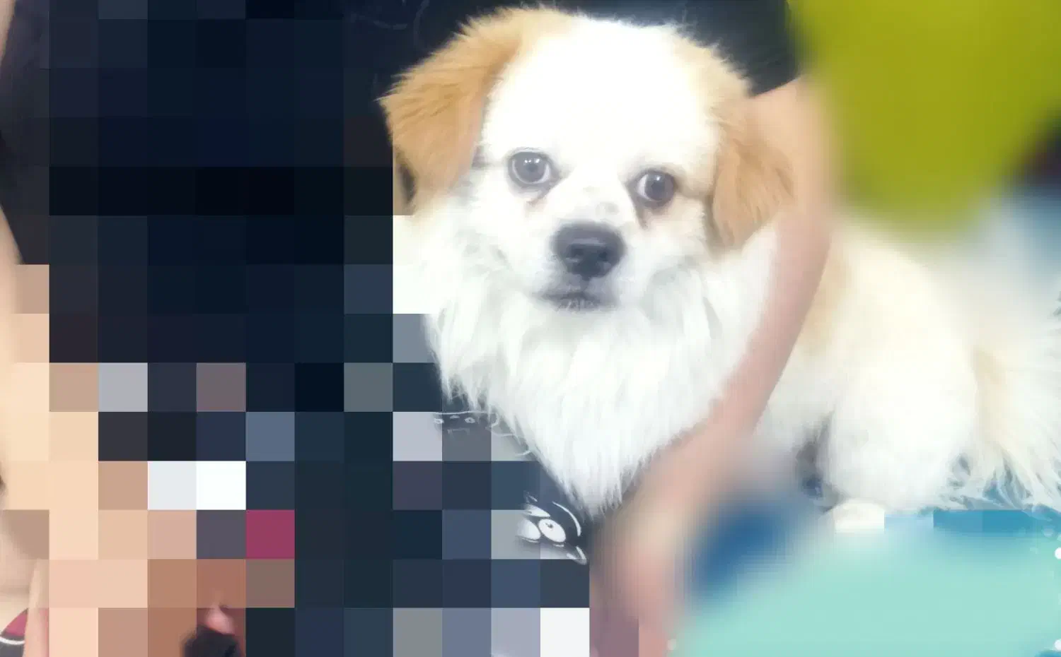 سگ آپارتمانی|سگ|نگار, |دیوار