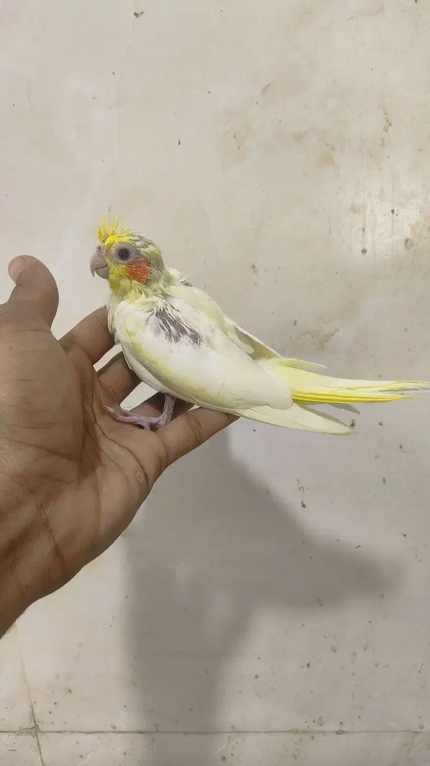 جوجه طوطی کوتوله و عروس هلندی|پرنده|بندرعباس, |دیوار