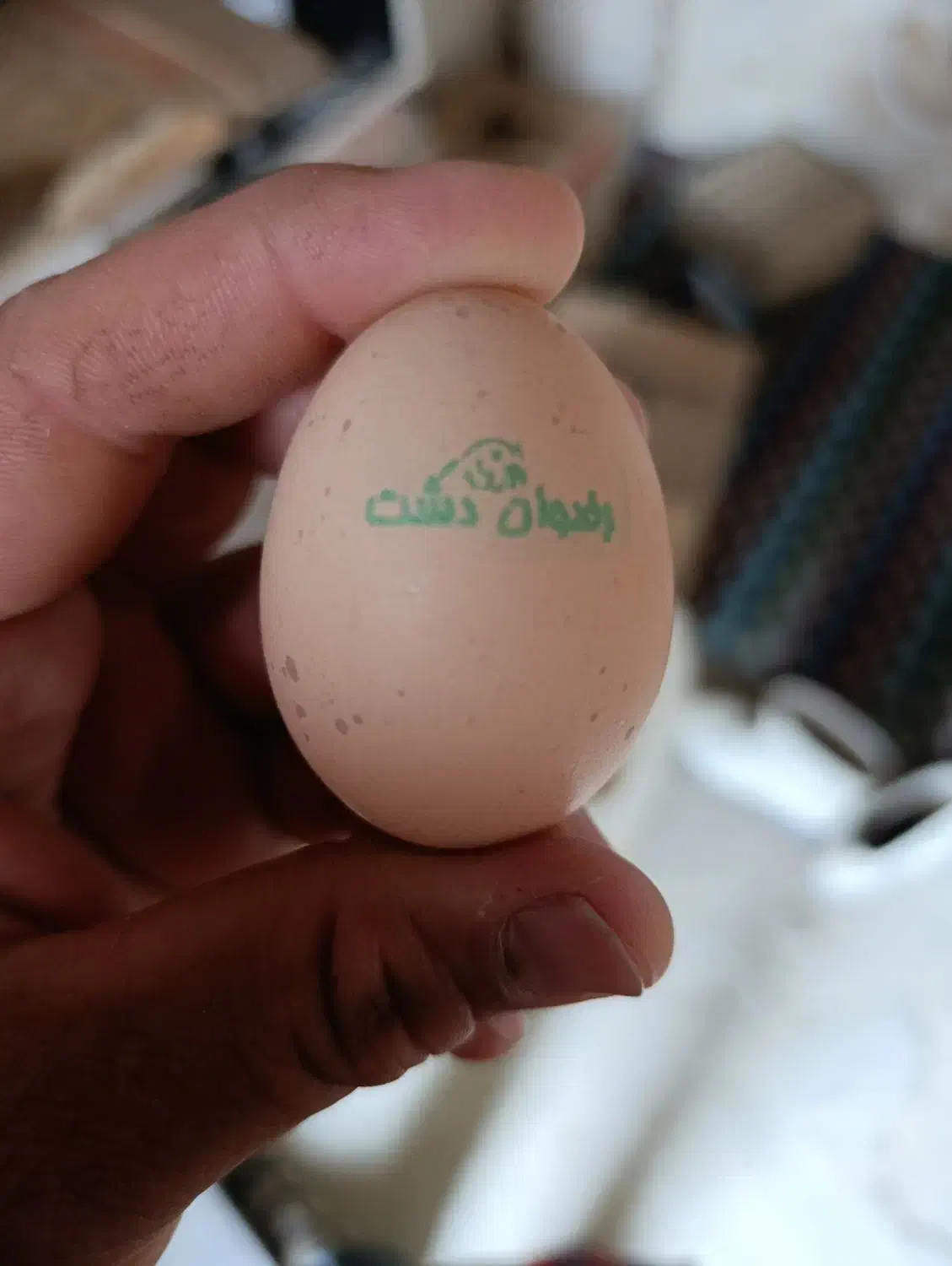 تخم مرغ محلی تازه|خوردنی و آشامیدنی|نیشابور, هفده شهریور|دیوار