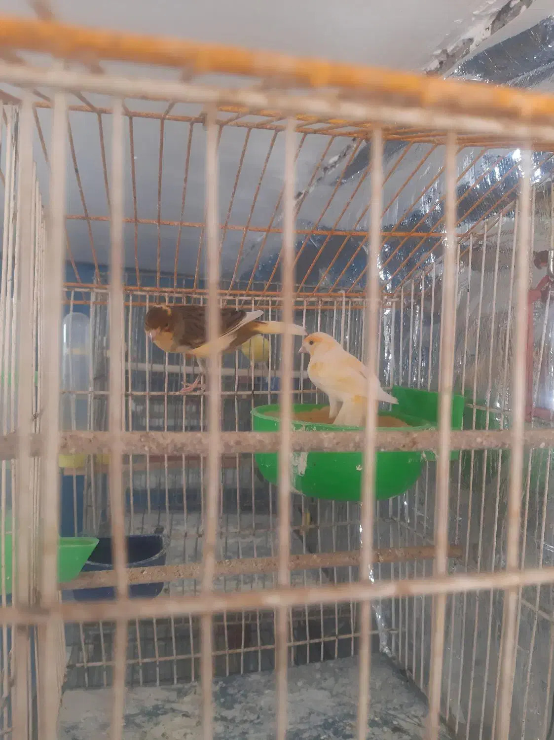 قناری نروماده|پرنده|مهدی شهر, |دیوار