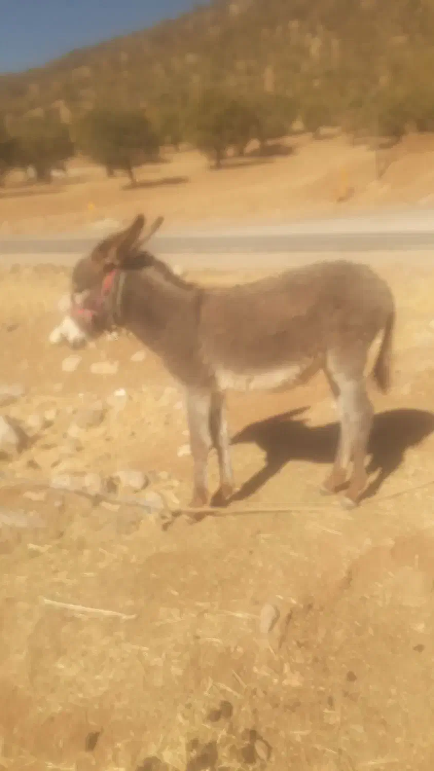 کره خره ماده گلهی|حیوانات مزرعه|مسجد سلیمان, |دیوار