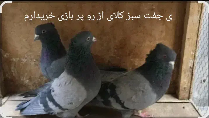 سبز بازی کن|پرنده|ریگان, |دیوار