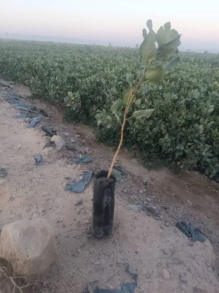 فروش نهال پسته|خدمات باغبانی و درختکاری|زرند, |دیوار