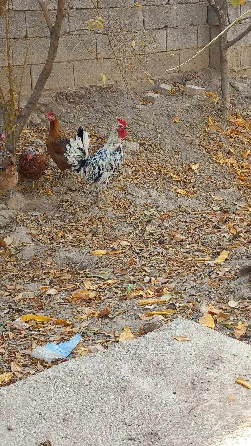 خورس چهل تاج گلین لری اصل 5ماه|حیوانات مزرعه|شهریار, یوسف آباد صیرفی|دیوار