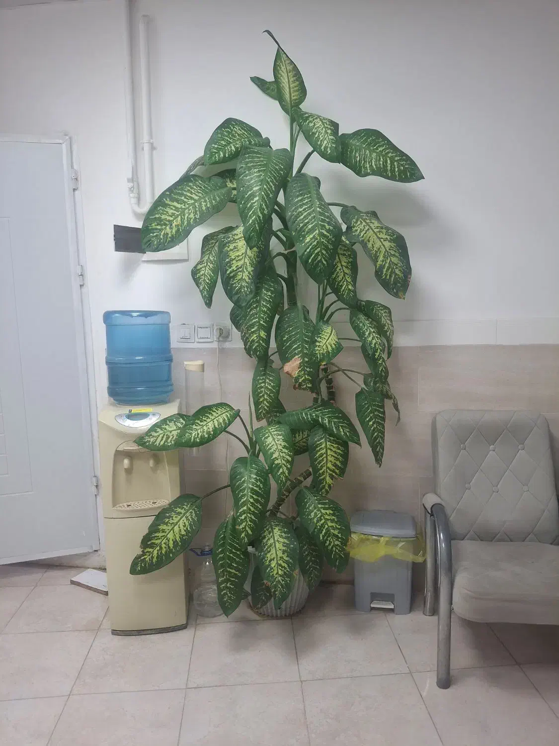 گل طبیعی دیفن|گل و گیاه طبیعی|صحنه, |دیوار