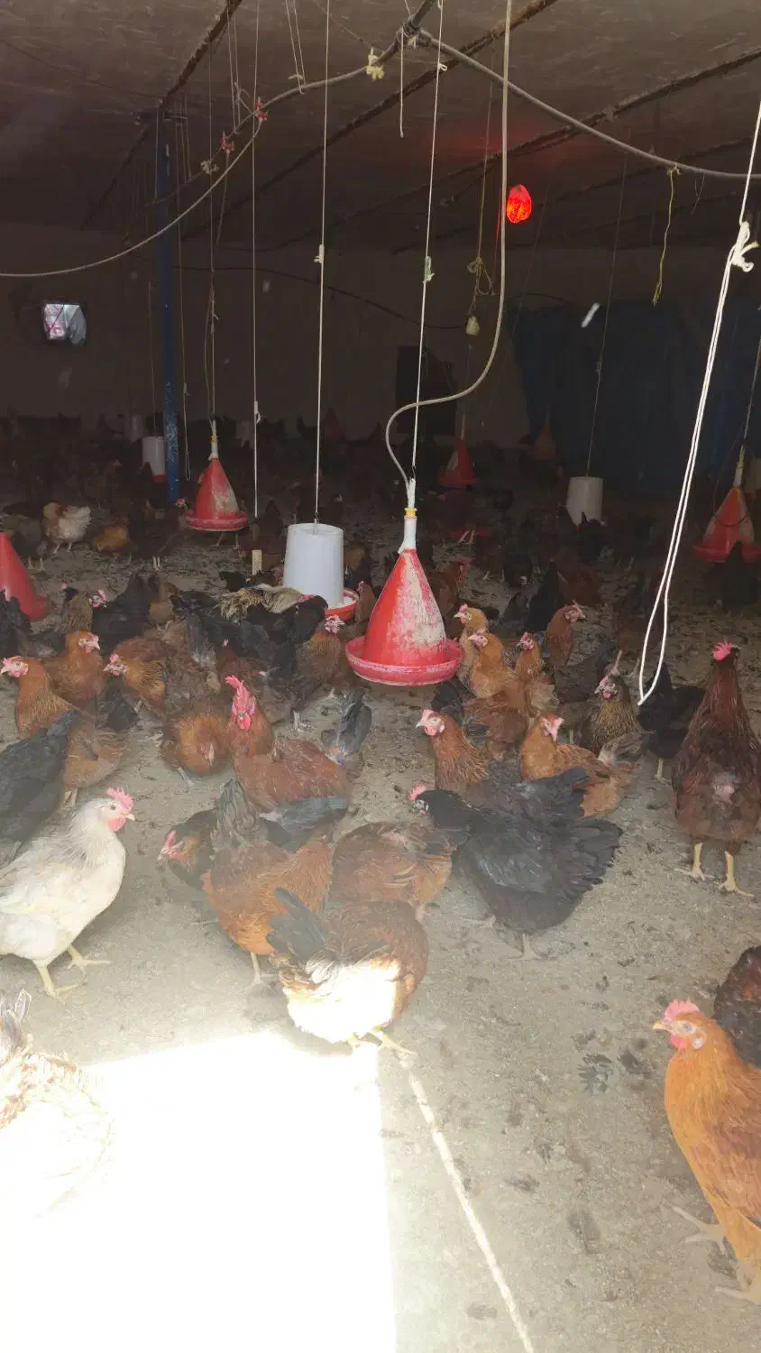 تخم مرغ نطفه دار وخوراکی|حیوانات مزرعه|گرگان, |دیوار