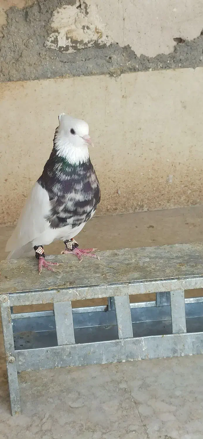 طوقی کرمانشاهی|پرنده|گله دار, |دیوار