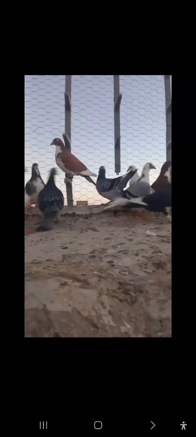 کبوتر|پرنده|تربت جام, نظامی|دیوار