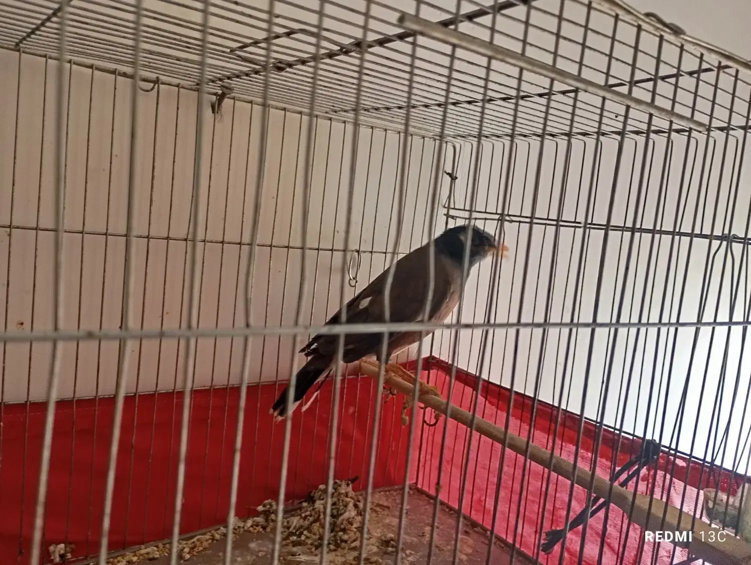 مرغ مینای کاملن رام|پرنده|سرپل ذهاب, |دیوار