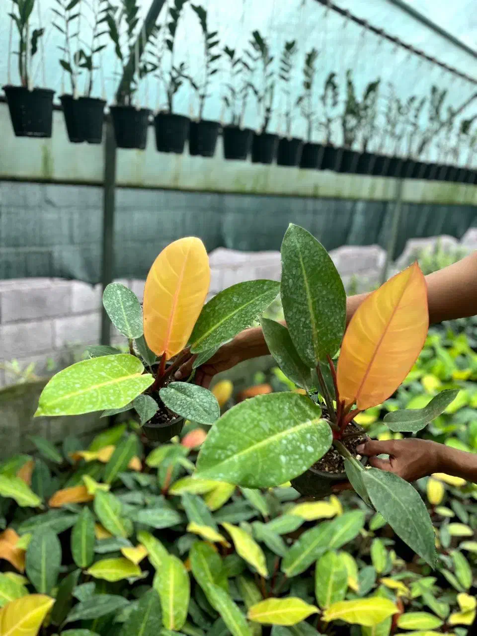 فیلو پرتقالی شاهزاده فیکوس بلک زامو سبز بلک سانس|گل و گیاه طبیعی|سلمان‌شهر, |دیوار